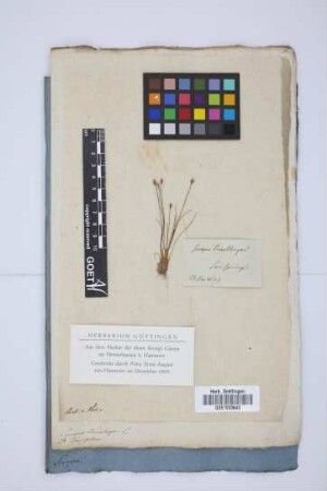 Scirpus Baeothryon L.
