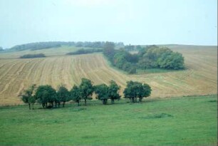 abgeerntete Getreidefelder, Obstwiese, Grünland mit Bäumen im Feld