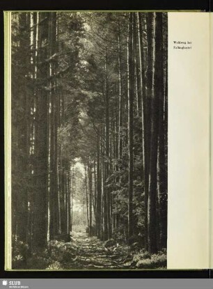 Waldweg bei Fallingbostel
