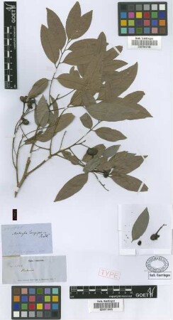 Matayba longipes Radlk. [syntype]