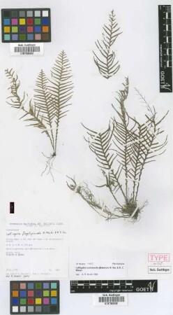 Lellingeria subsessilis (Baker) A.R.Sm. & R.C.Moran