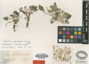 Aegialophila cretica Boiss. & Heldr. [type]