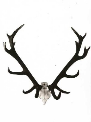 Rothirsch (Cervus elaphus). Geweih (8-9 Jahre). Erlegt im Forstamt Breitenbrunn im Erzgebirge. Sächsische Jagdausstellung 1935