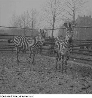 Zebras im Zoo