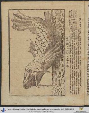 Illustration: Großer Hay-Fisch.