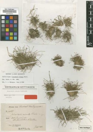 Eleocharis minuta Boeckeler [isotype]
