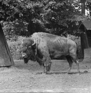 Zootiere. Bison im Tierpark Berlin-Friedrichsfelde
