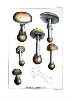 Tav. XV. Agaricus phalloides Fries.