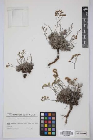Limonium pectinatum (Ait.) Kuntze var. solandri (Webb & Berth.) Kuntze