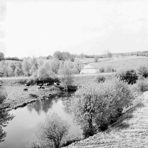 Trave: im Vordergrund abgetrennter alter Travearm: hinten rechts neuer Flusslauf: dazwischen und hinten Knicklandschaft mit Weiden und Rinderherde