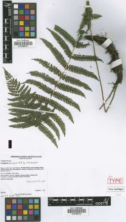Thelypteris fasciola A.R.Sm. & M. Kessler [isotype]