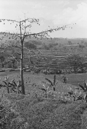 Kulturlandschaft : Landschaft mit Bäumen und Terrassenfeldern
