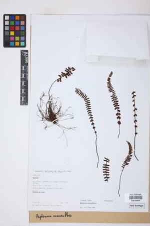 Asplenium monanthes