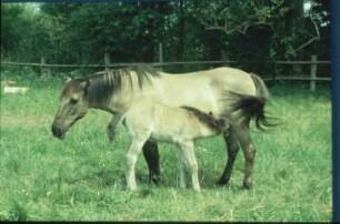 Fotografie: Pferdehaltung, Auslauf, Weidehaltung