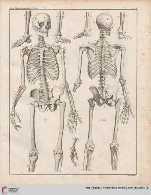 Anatomie (Tafel I-XIII)