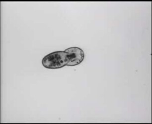 Verschlingen von Paramecien bei dem Ciliaten Didinium nasutum