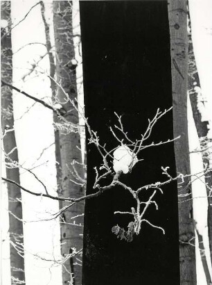 Schnee an einem Ast, abstrakt