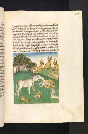 Die Versammlung der Hasen und der Elefant am Brunnen; (Kapitel V: Von den Raben und den Aaren)
