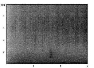 Sumpfgrashüpfer | Chorthippus montanus - Stridulation
