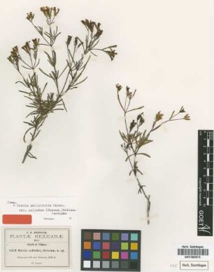 Stevia collodes Greenm. [isotype]