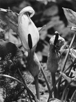 Gefleckter Aronstab (Arum maculatum), auch Ronenkraut oder Zehrwurz genannt, Pflanzen-Art aus der Familie der Aronstabgewächse (Araceae)