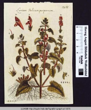 Lamium Italicum purpureum.