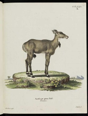 CCLXIII. B. Antilope picta Pall. Femina.