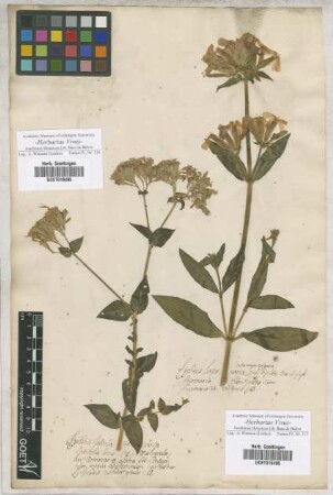 Lychnis
