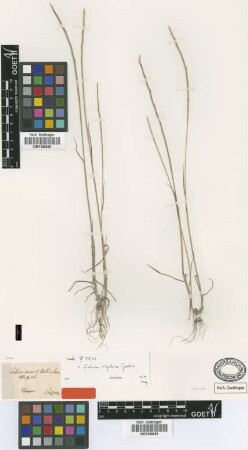 Lolium durum K.Koch [type]