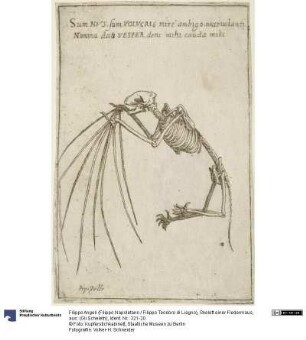 Skelett einer Fledermaus, aus: (Gli Scheletri)