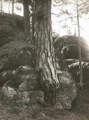 Sächsische Schweiz, Schutzgebiet. Waldkiefer (Pinus Sylvestris) in einer Felsspalte