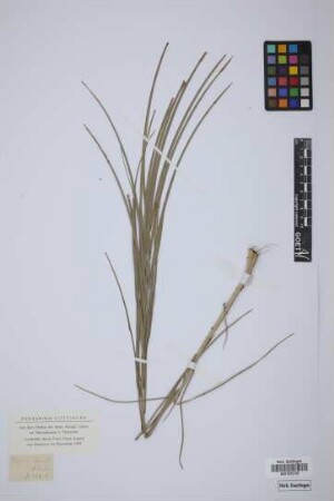 Phoenix humilis