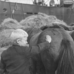 Junge mit Islandpony : Ein Junge streichelt ein Islandpony. Brandzeichen auf dem Hinterteil des Islandponys