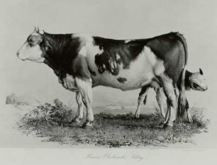 Kuh - Berner Oberlaender Schlag