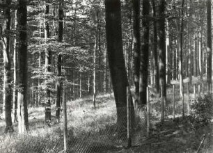 Buchenhochwald mit Wildzaun