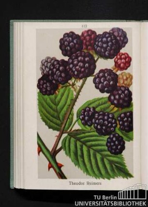 Brombeeren. Theodor Reimers.