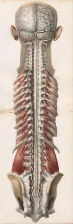 Äußere Membranen von Gehirn und Rückenmark (von hinten)