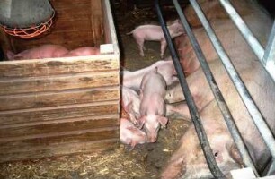 Fotografie: Einstreu, Zuchtsau, Abferkelbucht, Ferkelnest