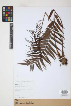 Blechnum lechleri Mett.