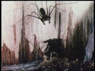 Capture of Prey, Fighting and Mating in Whip Spiders (Amblypygi)