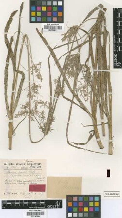 Cyperus undulatus Kük. [type]