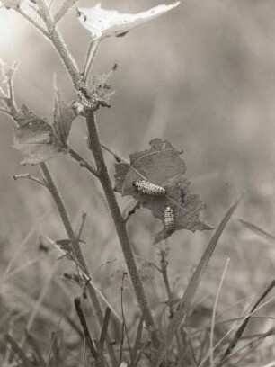 Pappelblattkäfer (Melasoma populi L.). Larven