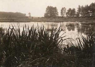 Vegetationsbild. Moritzburg. Schösserteich. Wasserflora. Heideteich, verlandend. Vorn Schilfgürtel, Sumpf-Schwertlilie (Iris pseudacorus), auch Gelbe Schwertlilie, Froschlöffel (Alisma). Am jenseitigen Ufer breiter Seggen (Carex) - Gürtel