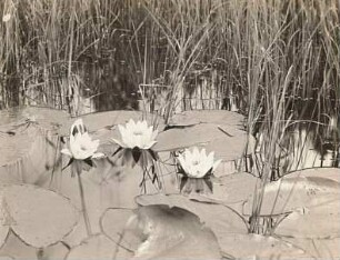 Weiße Seerosen (Nymphaea alba)