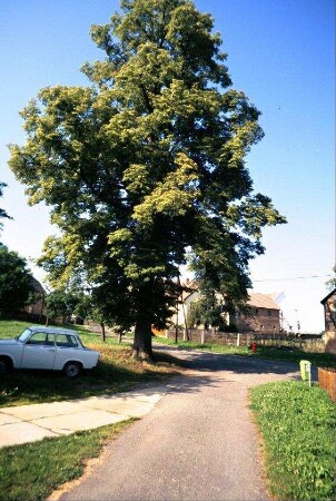 Dorfplatz mit großer Linde und Dorfstraße