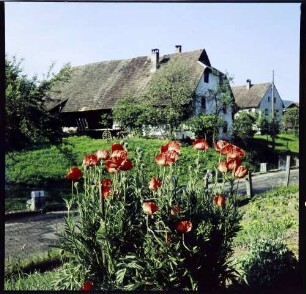 Weitenau: roter Mohnstauch vor Schwarzwaldhaus