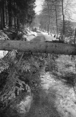 Schwere Schäden an den Baumbeständen im Albtal, verursacht durch starken Schneefall.