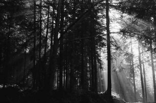 Herbstlicher Wald bei Hinterzarten