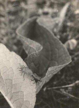 Europa. Lederwanzen (Coreus marginatus), auch Große Randwanzen oder Saumwanzen bei der Fortpflanzung