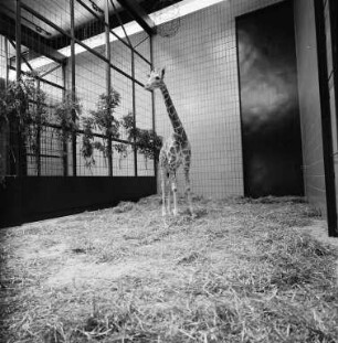 Neue Giraffen für den Karlsruher Zoo.